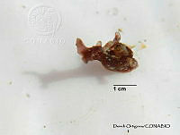 KT014 0398 Aplysia parvula.JPG