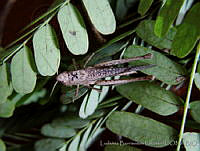 LBL0022 Amblytropidia mysteca.jpg