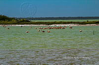 FBA0917 Phoenicopterus ruber.jpg