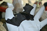 ME008 0319 Saccopteryx bilineata.jpg