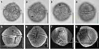 JC006 0024 Protoceratium globosum.jpg